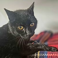 BAXTER, chat à adopter
