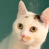 Pirouette CAB5330, chatte à adopter