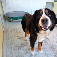 NIKOS, chien à adopter