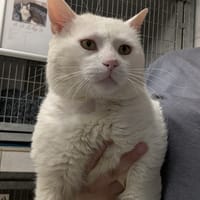 GROGNON, chat à adopter