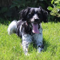 Cassis, chien à adopter