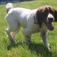 Myrtille, chienne à adopter