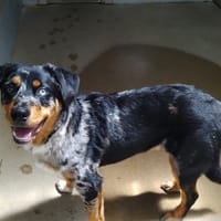 PACO, chien à adopter