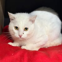 Souati CAB5583, chat à adopter