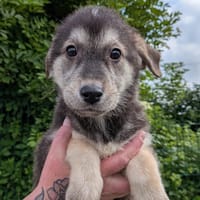 GIMMY, chienne à adopter