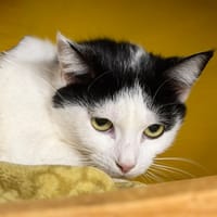 Kitty CAB5585, chatte à adopter