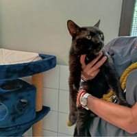 Lulu, chat à adopter