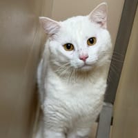 Coton CAB5584, chat à adopter