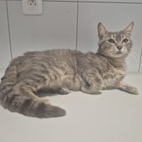 SOPHIE, chatte à adopter