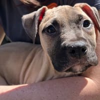 KODA, chien à adopter