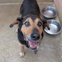JOHNNY, chien à adopter