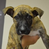 MALCOLM CHAO, chien à adopter