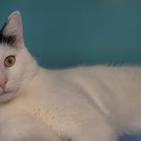APACHE, chat à adopter
