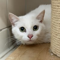 Alaska CAB5581, chatte à adopter