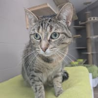 Wendy, chatte à adopter