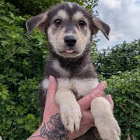 LOUNA, chienne à adopter