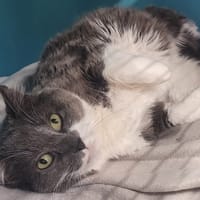 PIRATE, chat à adopter
