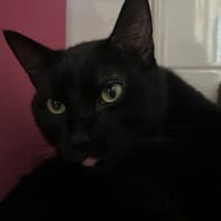 Banjo, chat à adopter