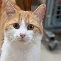 Kurama CAB5590, chat à adopter