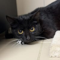 Cléo CAB5589, chatte à adopter