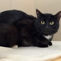 Goose CAB5588, chat à adopter