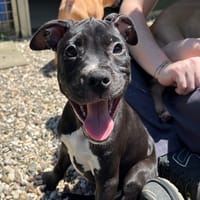 IPA, chien à adopter