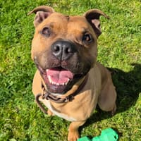 DARYO QCN, chien à adopter