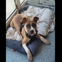 PRUNO OAA20040, chien à adopter