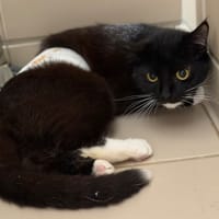 Chaussette CAB5587, chatte à adopter