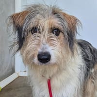BIG TASTY QCN, chienne à adopter