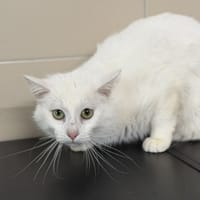 Rocky CAB5582, chat à adopter