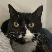 LEO, chat à adopter