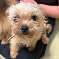 KYLIE dit kiki PAA24231, chienne à adopter