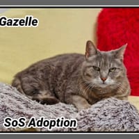 GAZELLE, chatte à adopter