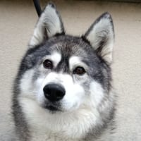 Ylva, chienne à adopter
