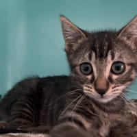 otis, chat à adopter