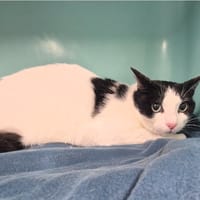 Doudou, chat à adopter