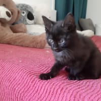 Gandalf, chat à adopter