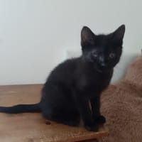 Baghi, chat à adopter