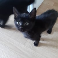 Thor, chat à adopter