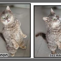 LENNON, chat à adopter