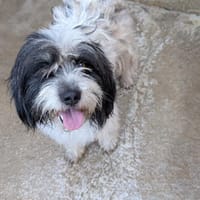 FIFI, chien à adopter