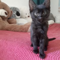 Hades, chat à adopter