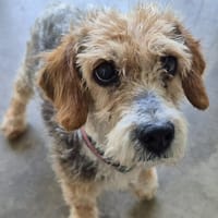 ROYAL CHEESE QCN, chienne à adopter