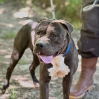 Rosalia, chienne à adopter