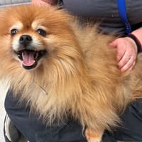 SYMBA PAA24232, chien à adopter