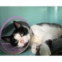 ondine, chatte à adopter