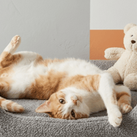 TANGO, chat à adopter