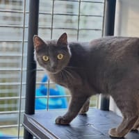 JIJI, chat à adopter