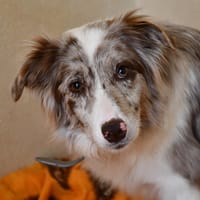 Romy, chienne à adopter